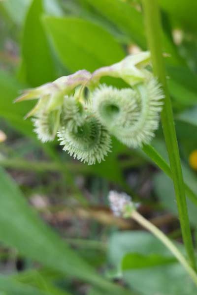 Chenillette sillonée